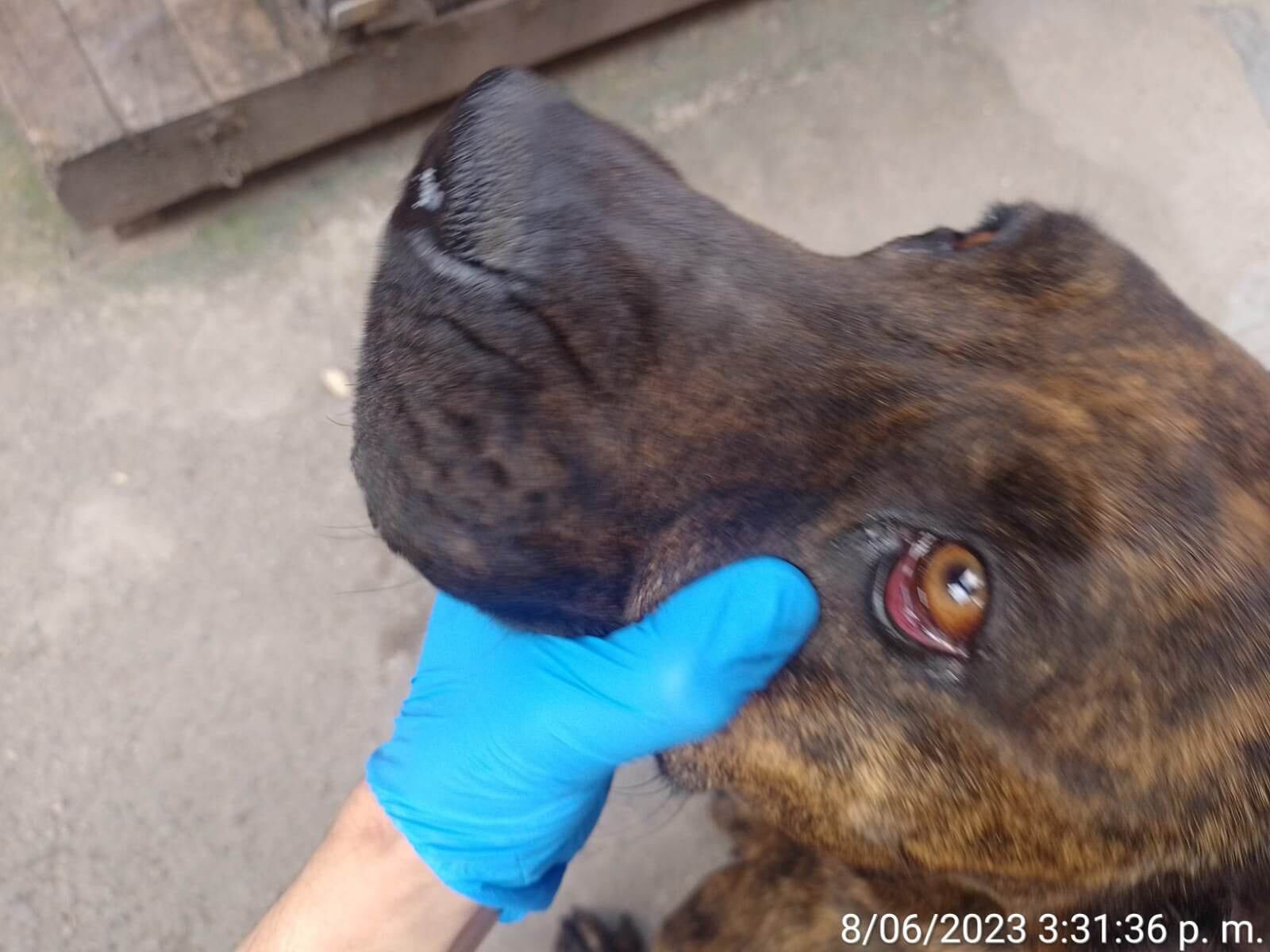 Toby fue rescatado en la localidad de Bosa