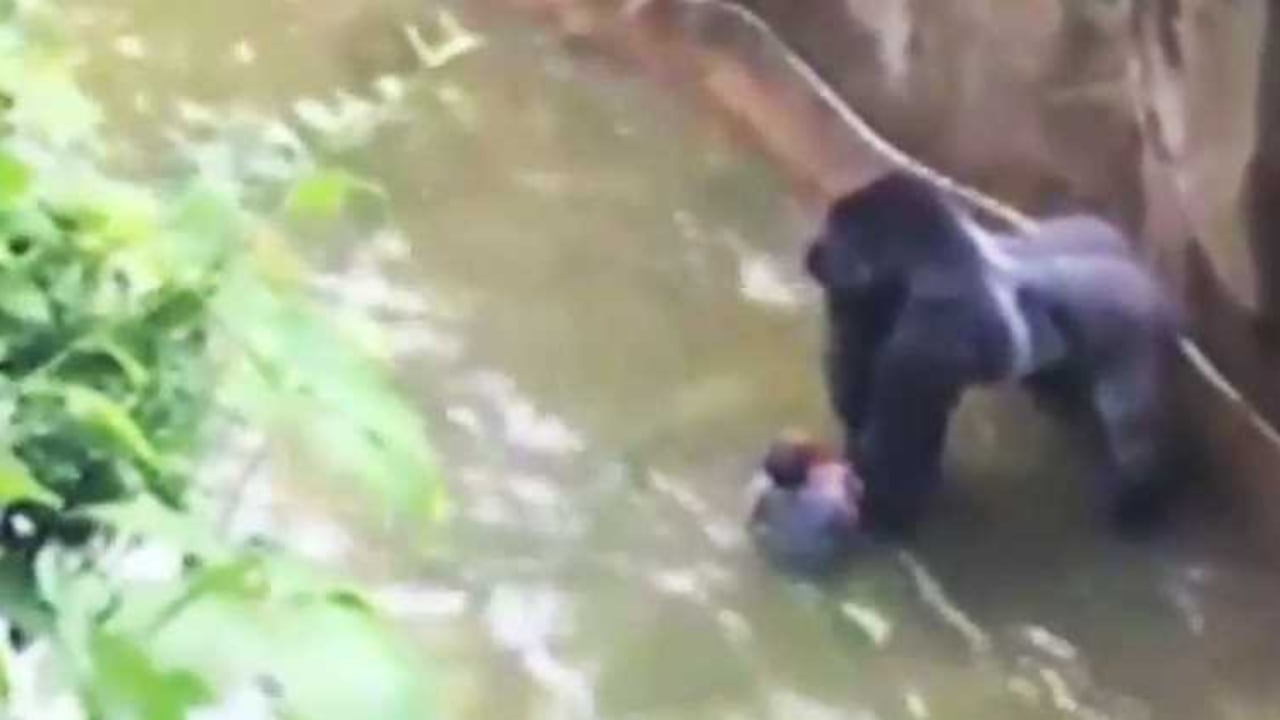 Tras un encuentro de diez minutos entre el pequeño y el gorila, el personal del zoológico disparó y mató al animal.