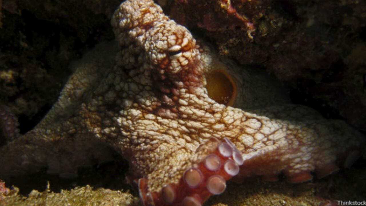 Los pulpos han sido caracterizados como animales inteligentes y con varias destrezas.