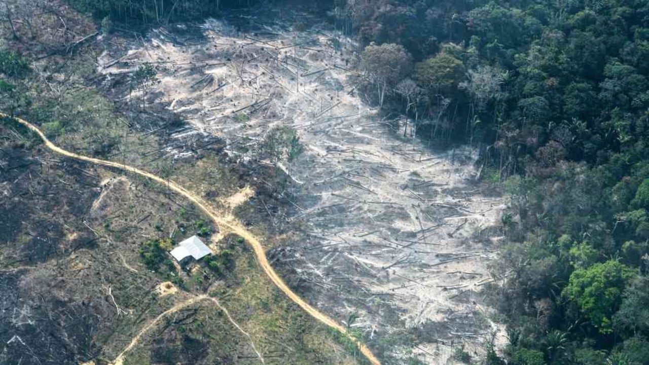 La deforestación en la Amazonia sigue sin encontrar un rival que la frene. Foto: FCDS.