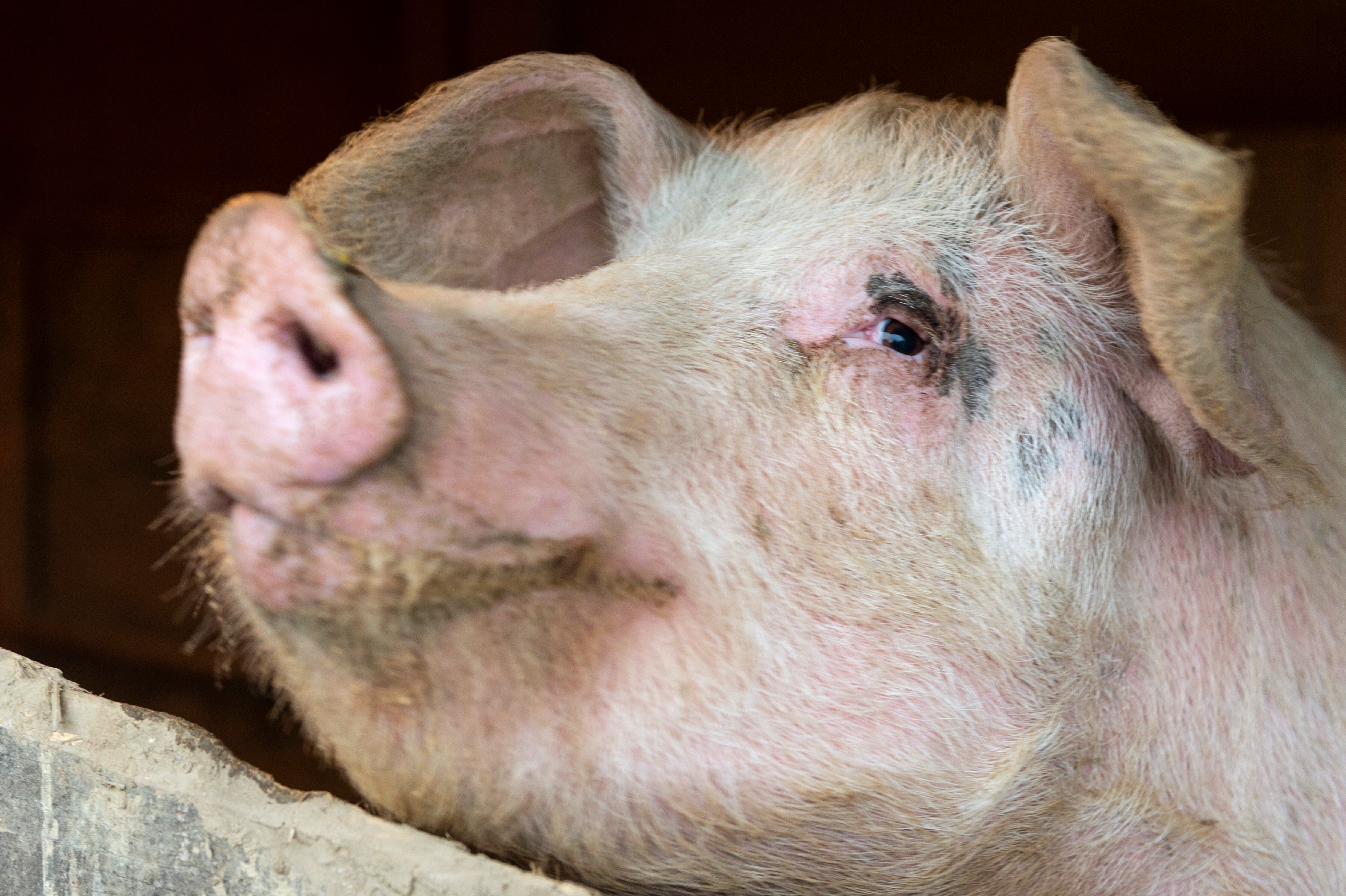 El cerdo no había podido ser capturado hasta que volvió a atacar a la familia