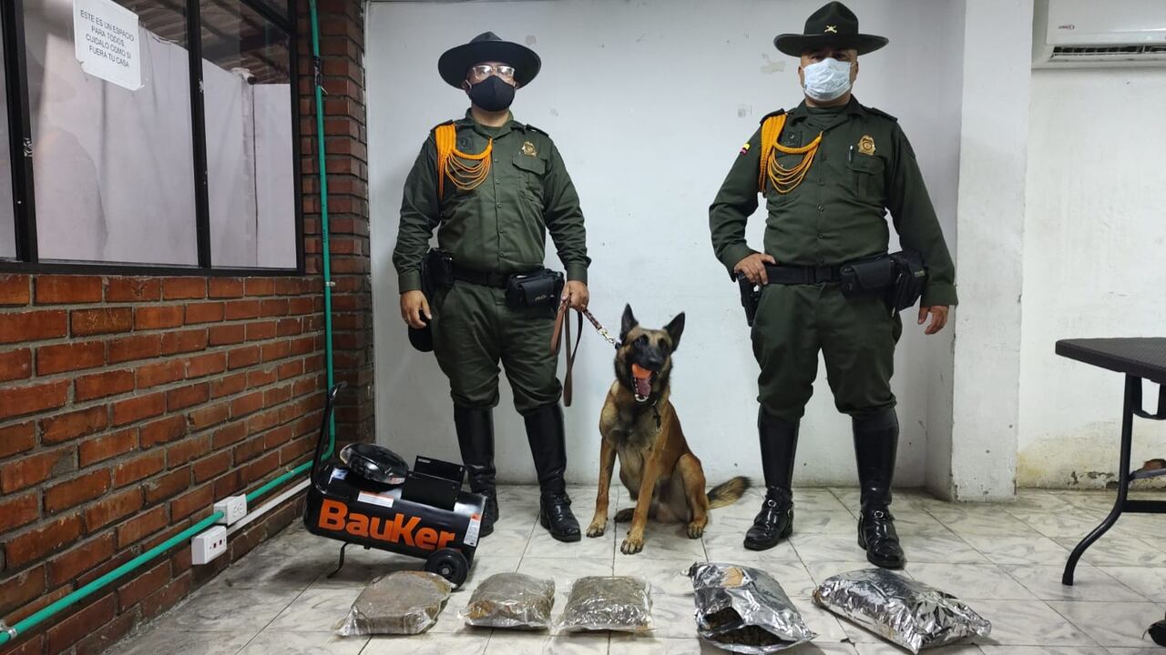 Tino, el perro que descubrió importante cargamento de marihuana dentro de un compresor cilíndrico en Cali.