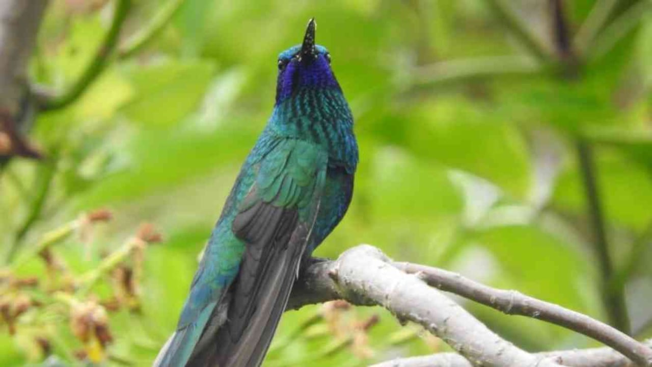 La ciudadanía ahora podrá consultar las especies de flora y fauna de Cundinamarca en una plataforma. Foto: CAR