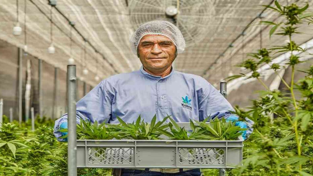 Cannabis medicinal