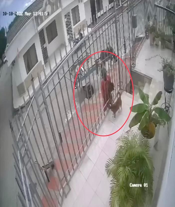 El hombre tomó el perro lo sacó por la reja y lo llevó a su carro de mula