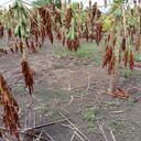 El desbordamiento del río Sogamoso dañó los cultivos de yuca y papaya.