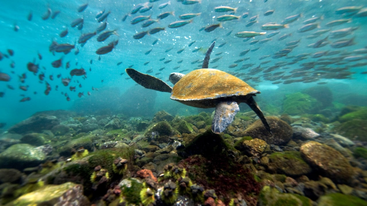 Admirar las tortugas es uno de los planes que puede hacerse en Islas Galápagos, en Ecuador.