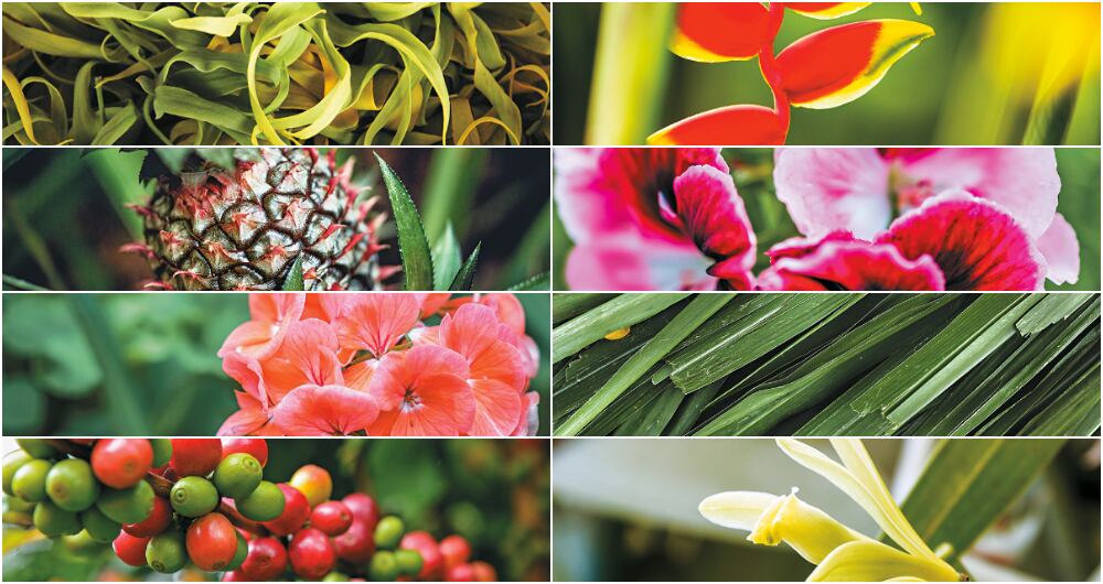 De izquierda a derecha) Ylang-ylang, heliconia, piña, dos variedades de
geranios, vetiver, café y vainilla