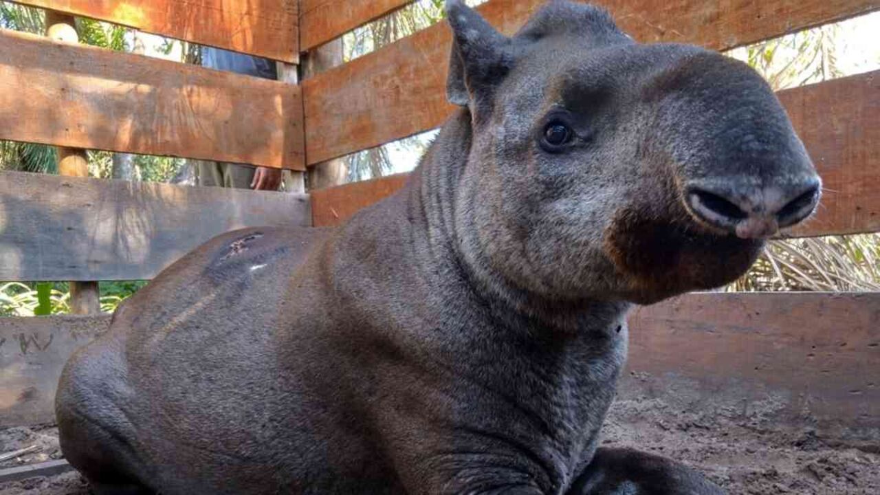 Su reproducción lenta, tanto así que es uno de los principales obstáculos para repoblar la especie. Foto: Fundación Orinoquia Biodiversa