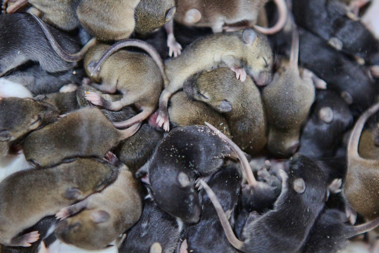 Estos ratones se pueden esparcir rápidamente.