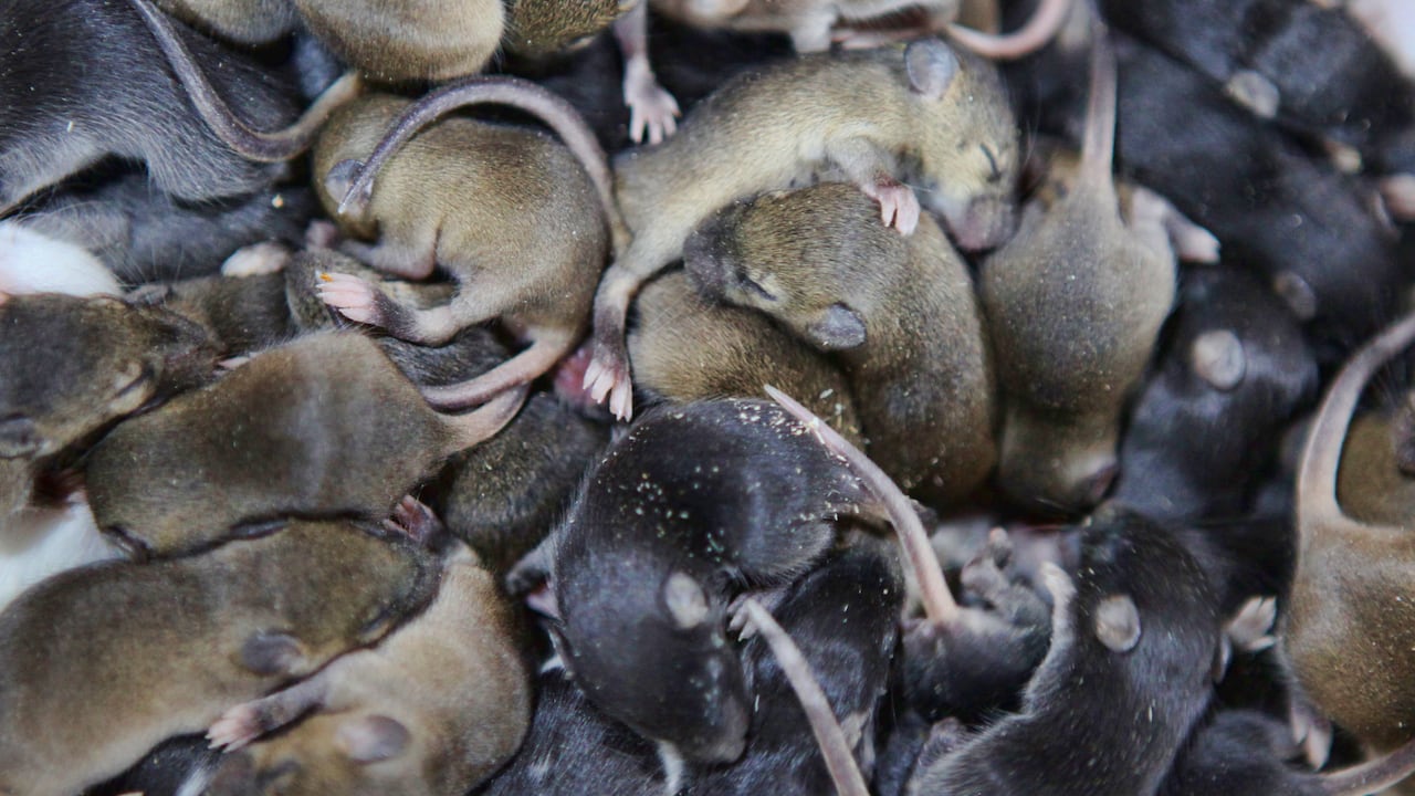 Estos ratones se pueden esparcir rápidamente.