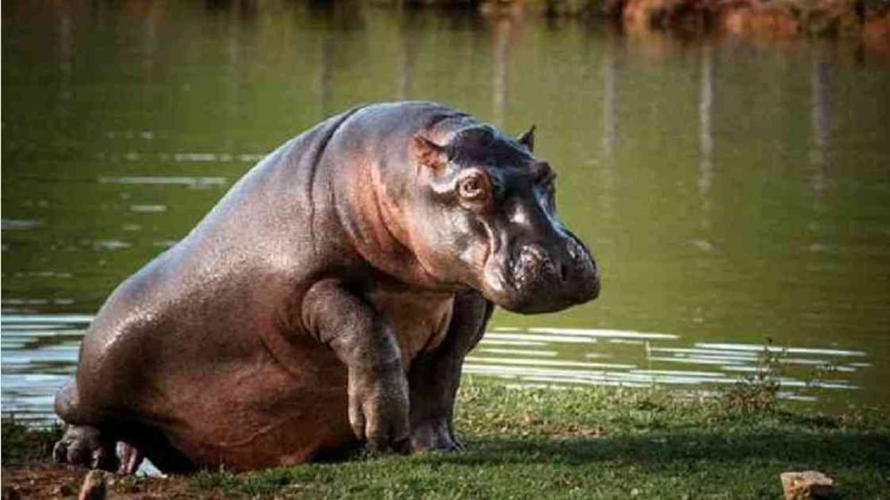 Los hipopótamos son una especie invasora en Colombia. Foto: Felipe Villegas/Instituto Humboldt.