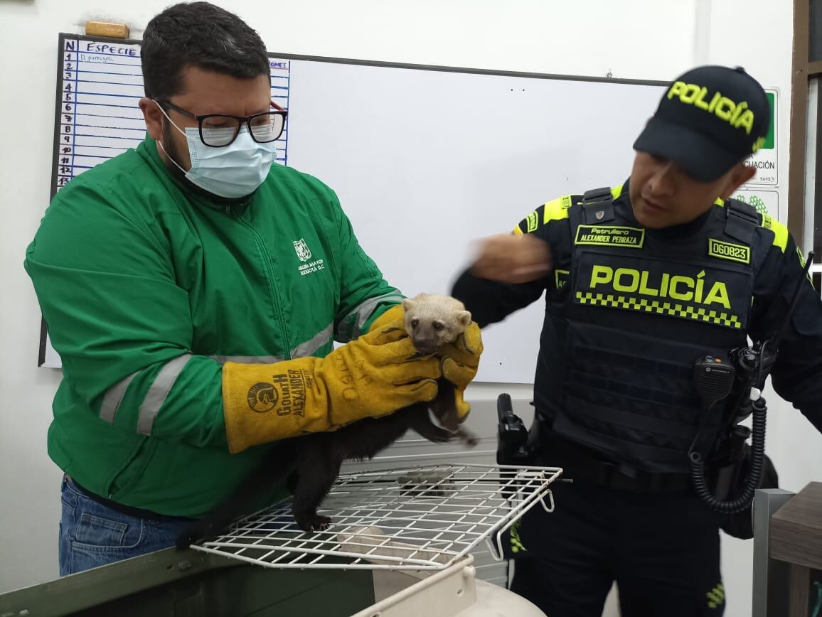 Un tayra queda en manos de la Secretaría Distrital de Ambiente luego de que un ciudadano de Suba lo entregara