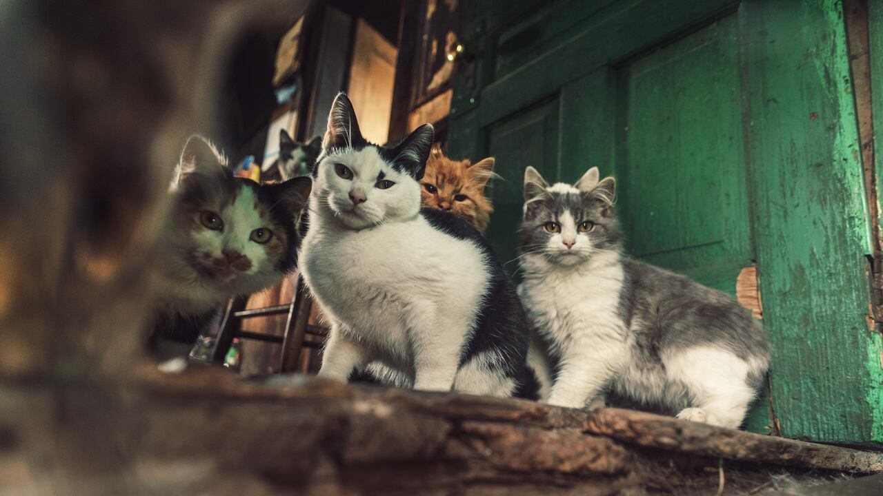 Gatos sin fronteras. Andanzas y fortunas de Remo, un gato callejero.