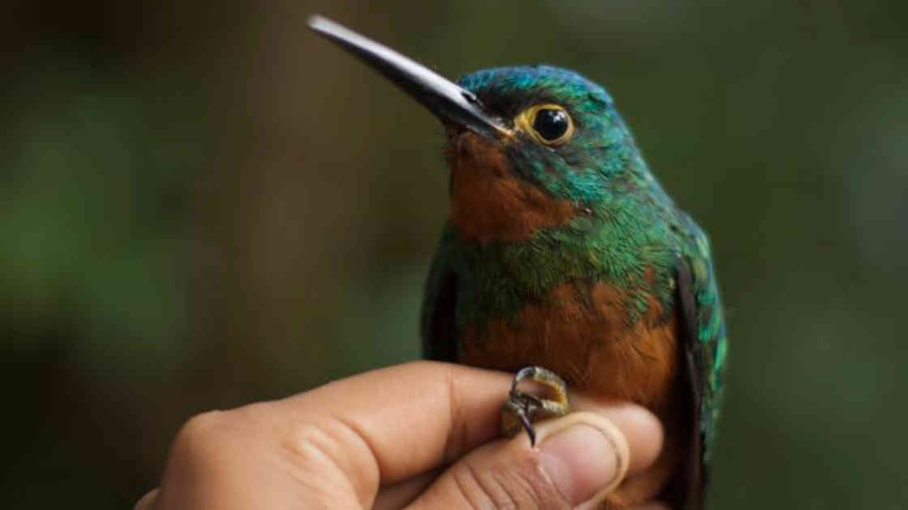 Fotos: Instituto Sinchi