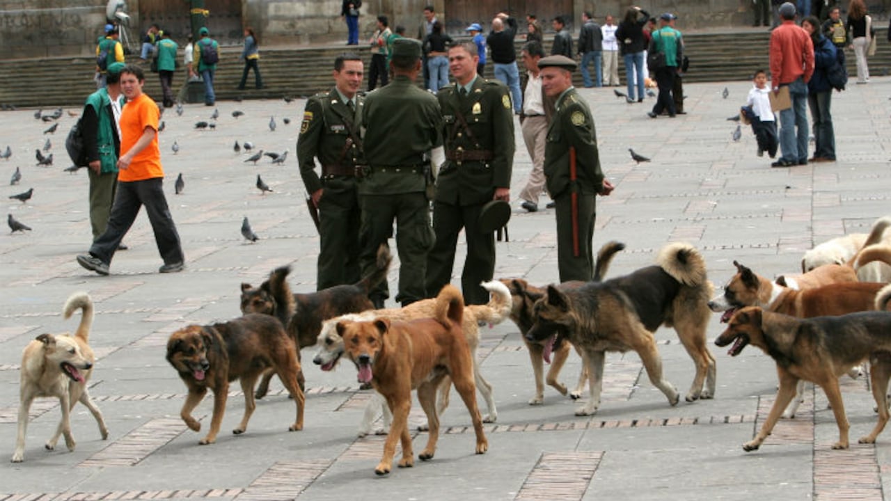 En la capital hay aproximadamente 905.000 perros y 322.000 gatos que están en condición de abandono.