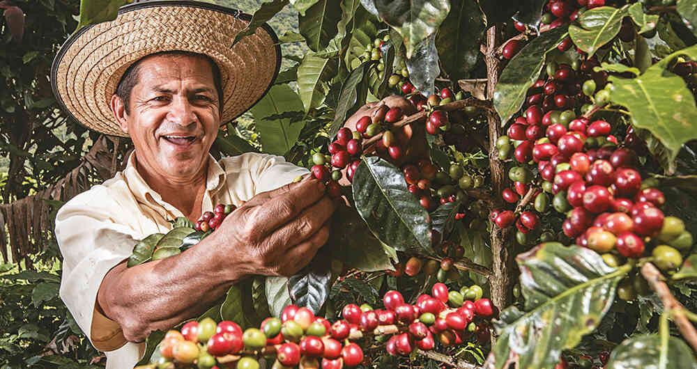 Un caficultor colombiano.