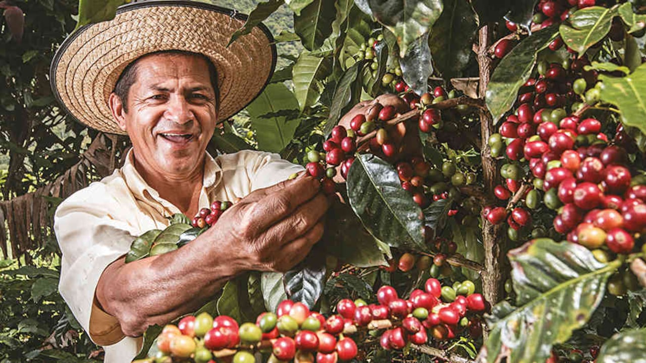 Un caficultor colombiano.
