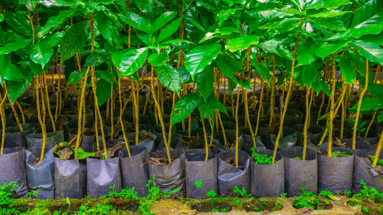 El vivero municipal que permitirá intervenir los ecosistemas afectados también por la contaminación de los suelos y el agua.
