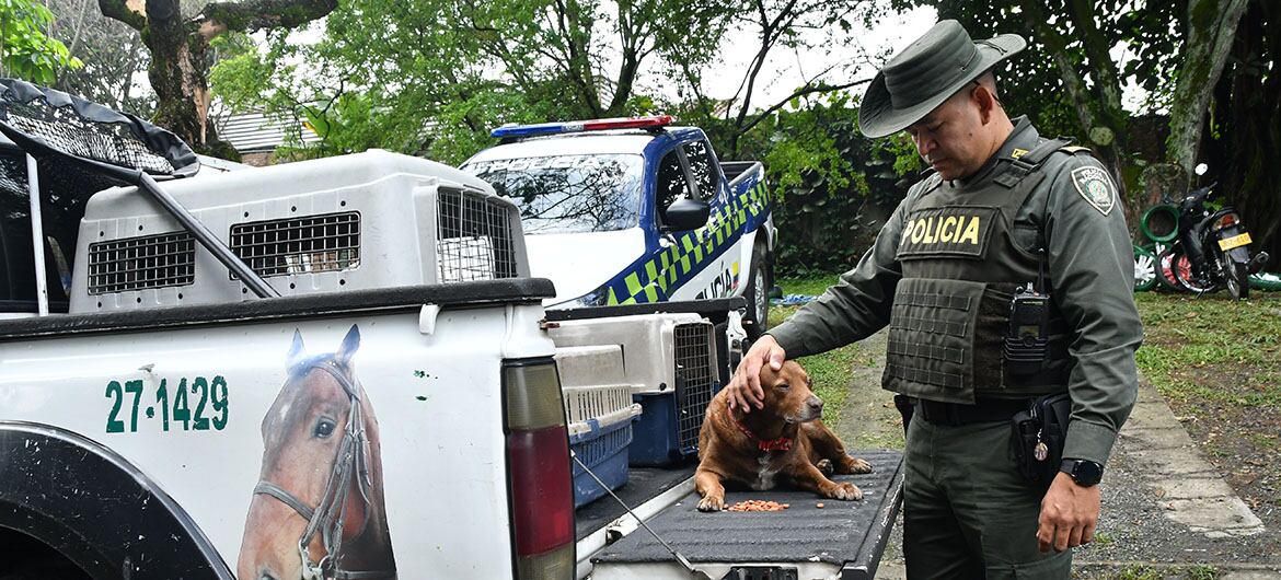 Centro de Bienestar Animal en Cali tendrá inspección de Policía para casos de maltrato.