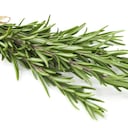 El romero tiene efecto hepatoprotector, pero no se ha comprobado científicamente que sirva para tratar enfermedades en el hígado. Foto: Getty images.