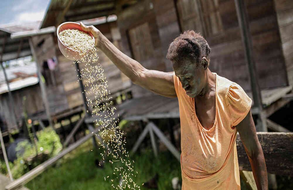 En San Alejandro, un corregimiento de Vigía del Fuerte, se cultiva tanto arroz que se puede llevar hasta Quibdó.