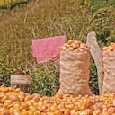 Los productores de papa piden apoyo del gobierno.