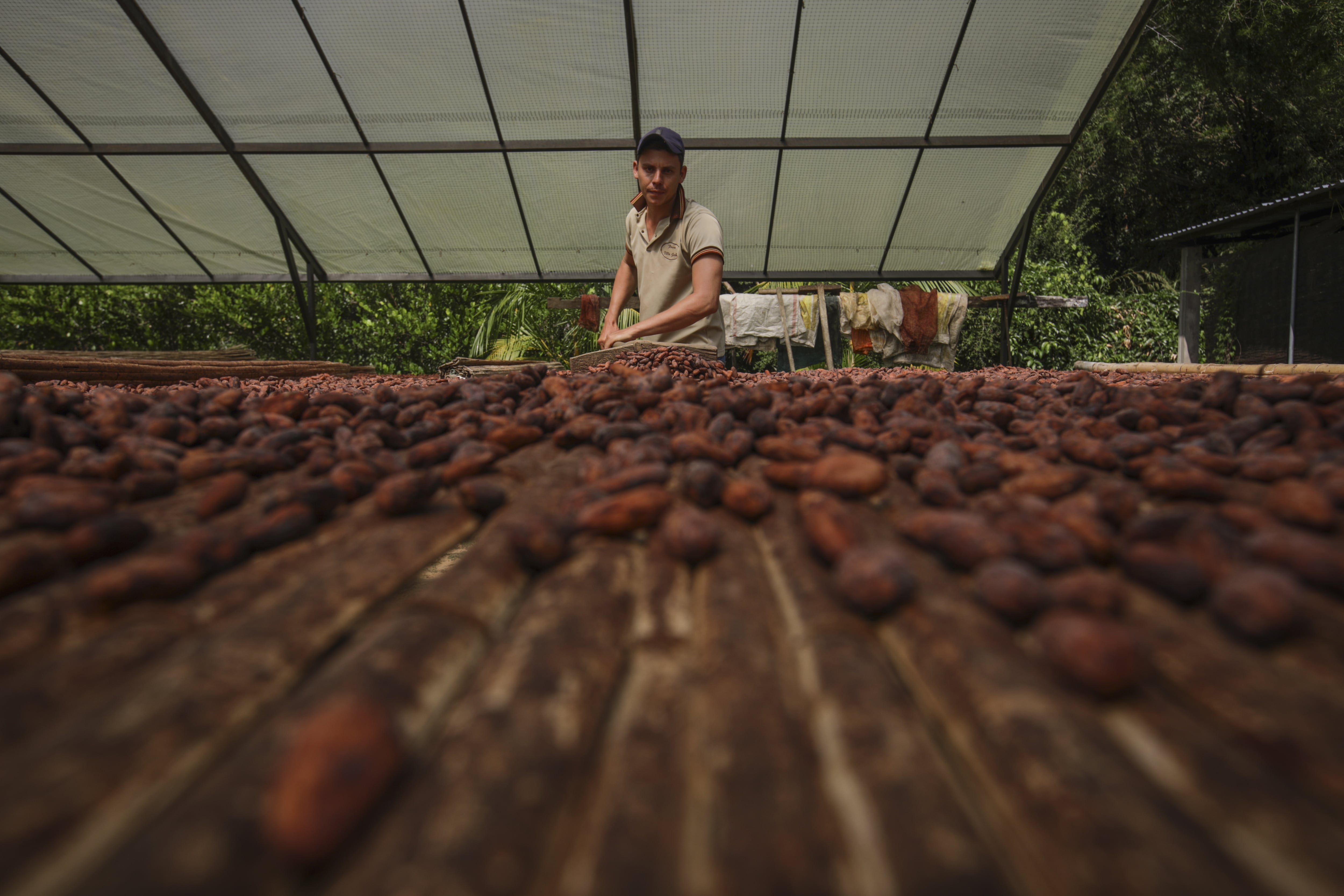 Cacao, el otro “oro negro” de Venezuela
