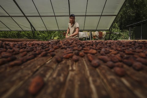 Cacao, el otro “oro negro” de Venezuela