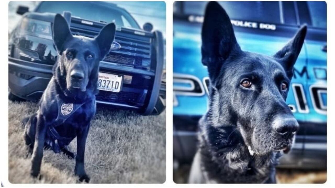 K-9 Hobbs