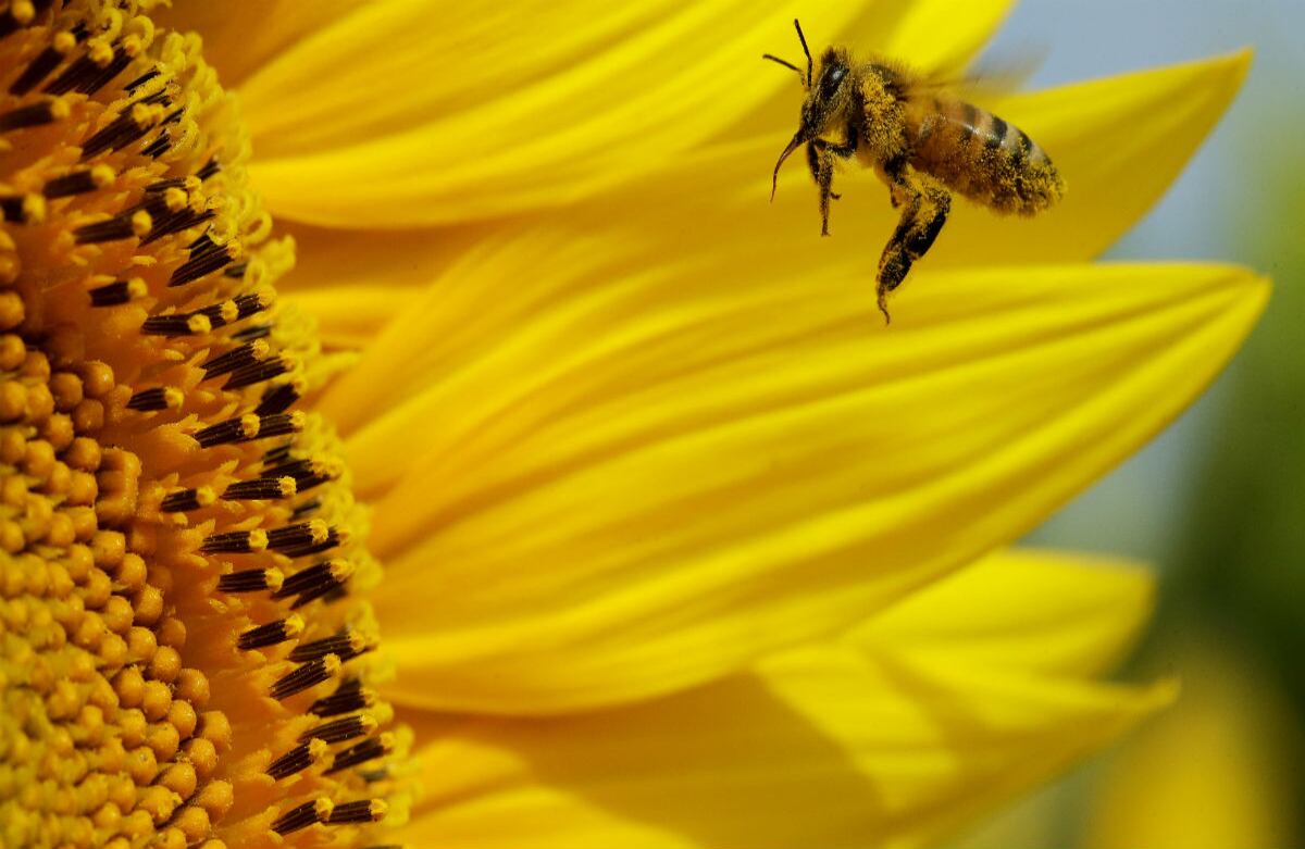 Una abeja recoleta polen en un campo de girasoles en Kansas, Estados Unidos. Las flores atraen abejas y otros insectos durante la semana en la que florecen. (AP)