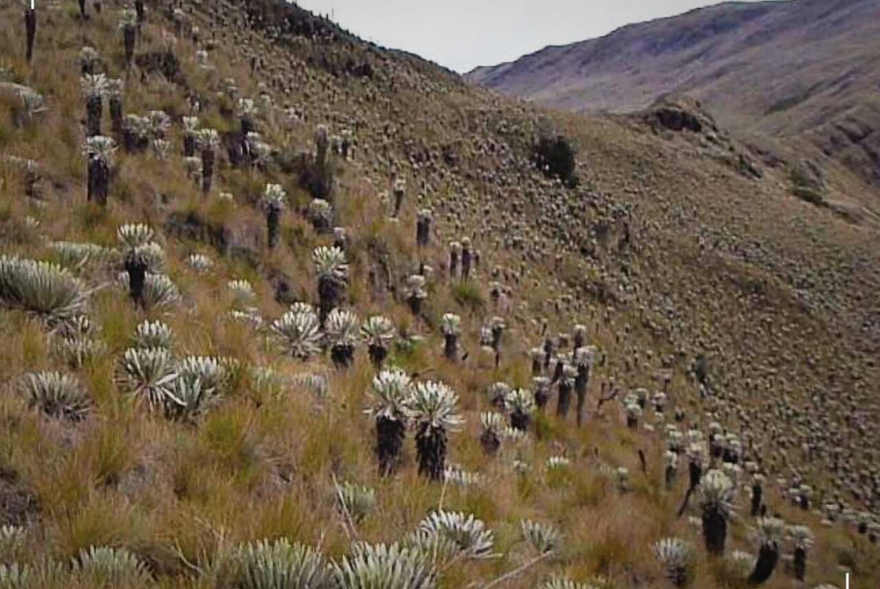 Páramo de Guantiva, Boyacá