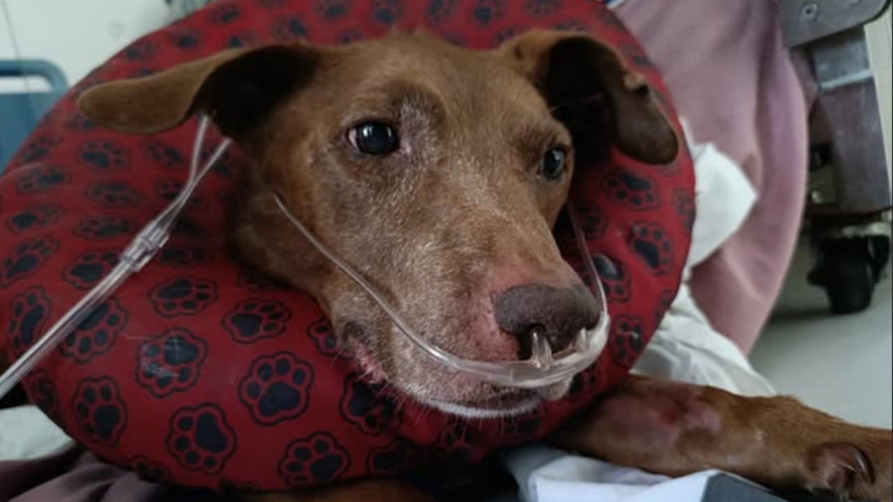 Fallece Sakura, la canina que impulsó el rescate de animales con discapacidad.