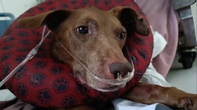Fallece Sakura, la canina que impulsó el rescate de animales con discapacidad.