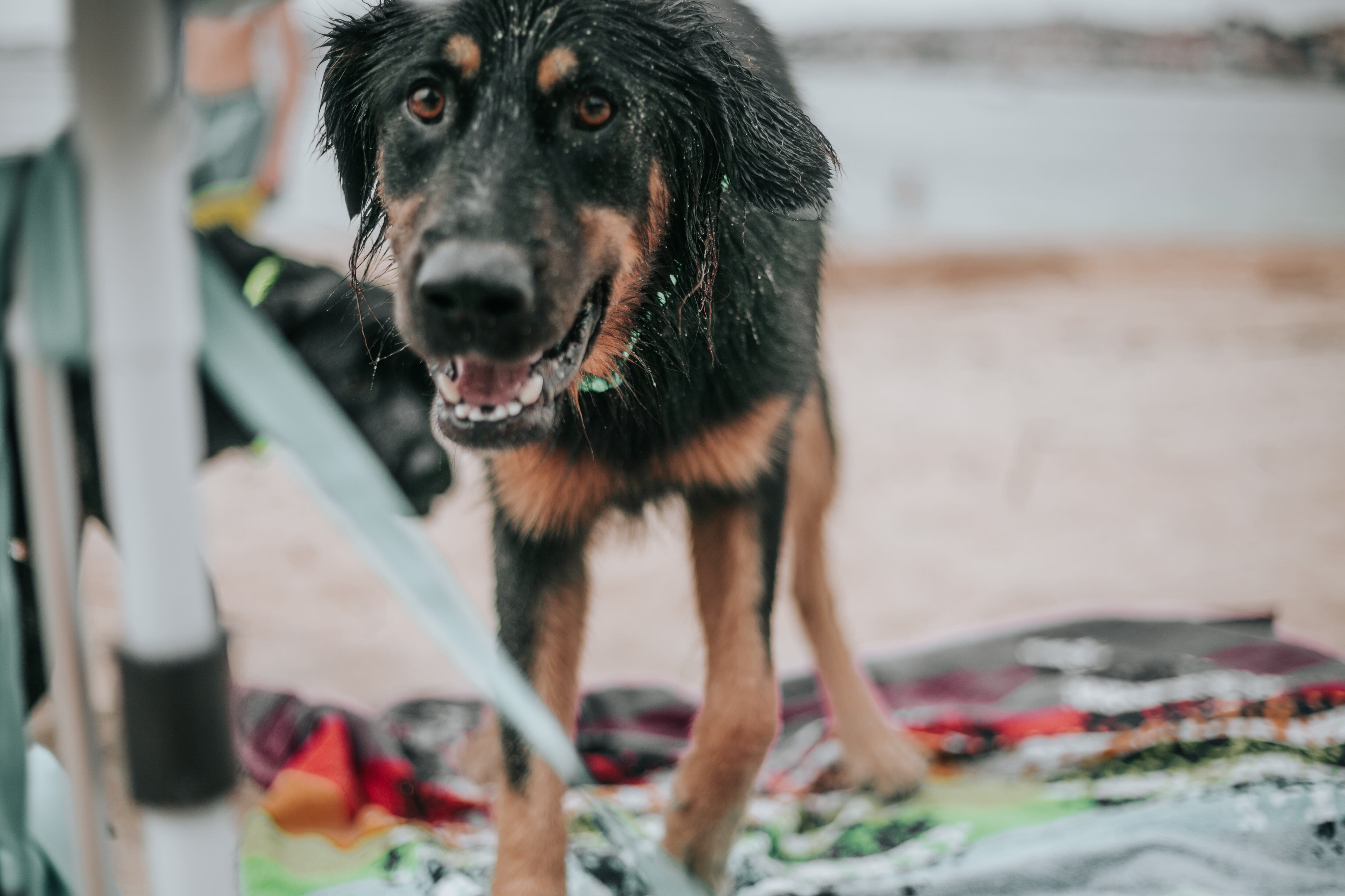 Al parecer, no es la primera vez que se registran este tipo de hechos con perros callejeros en el sector.