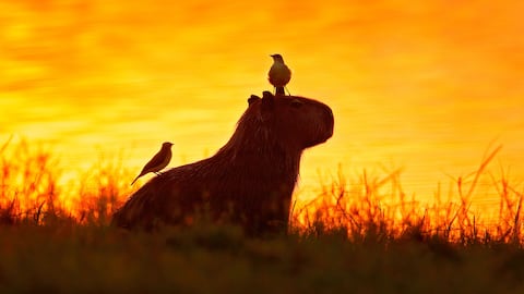 Los chigüiros son una de las especies más emblemáticas de la Orinoquía.