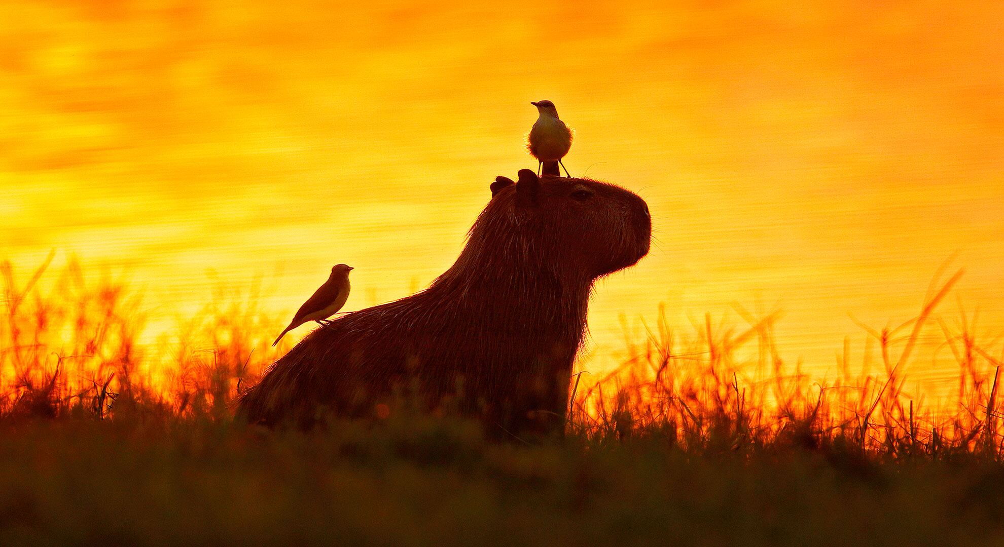 Los chigüiros son una de las especies más emblemáticas de la Orinoquía.