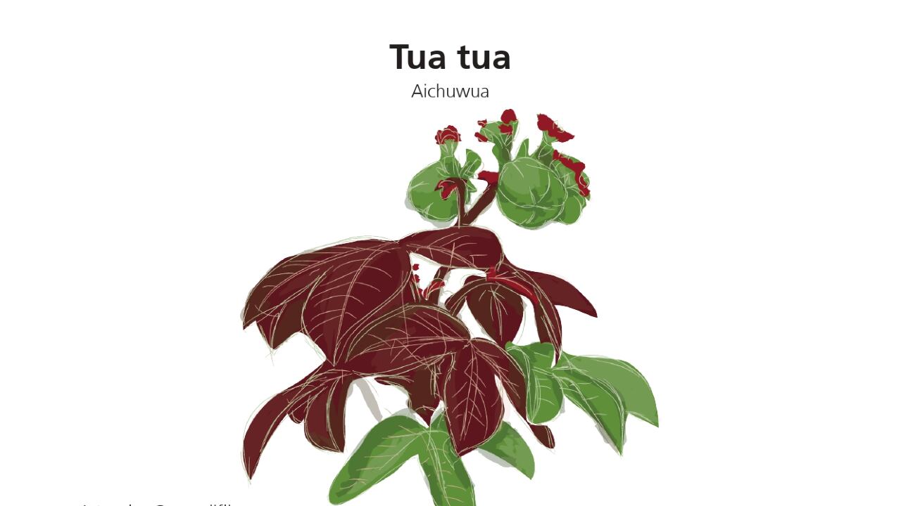 Vademécum de plantas medicinales Wayúu