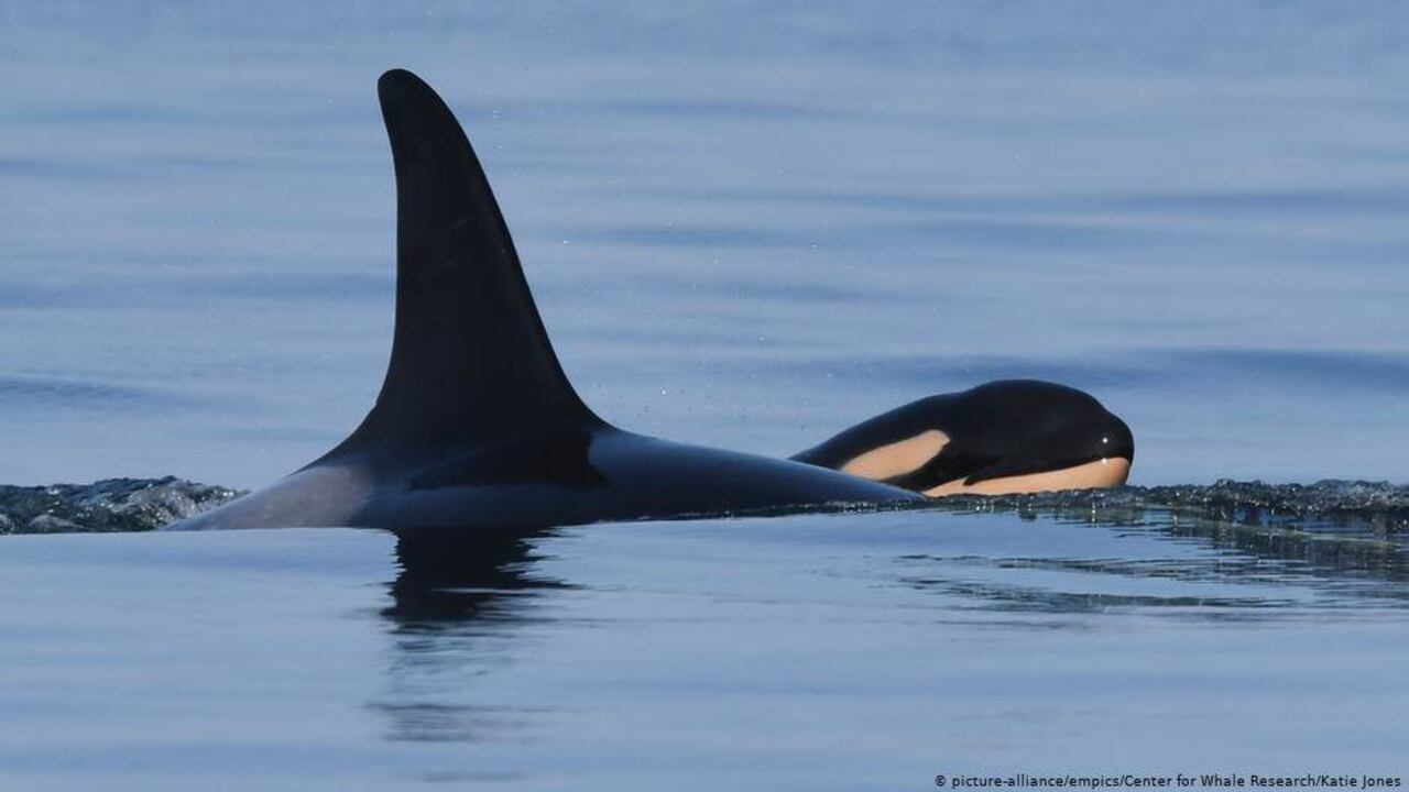 La madre orca carga a su hijo ballenato, nacido recientemente. Foto:
