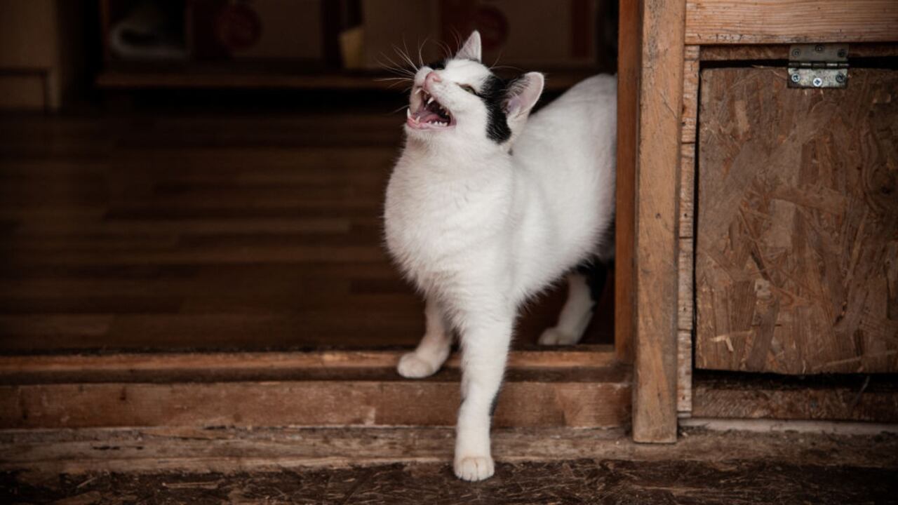 ¿Alguna vez ha cuestionado por qué los gatos maúllan en exceso? Aquí presentamos las respuestas más habituales.