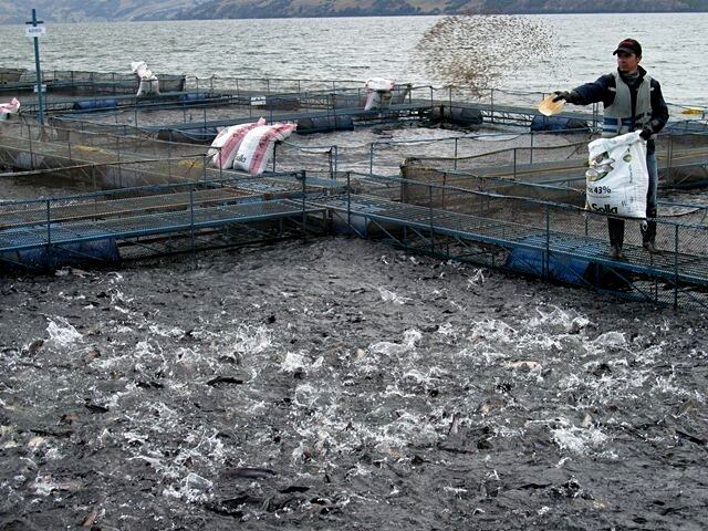 Bacteria en peces como la tilapia.