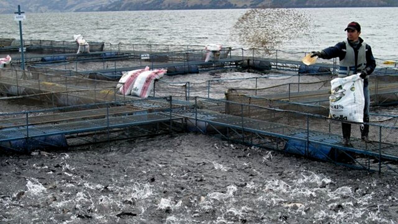 La bacteria ataca a peces como la tilapia.