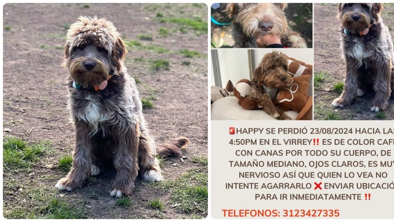 Happy es el perrito que está perdido en Bogotá.