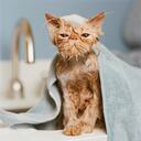 Los encuestados prefieren que en la publicidad se usen más gatos "como el que tengo en mi casa".