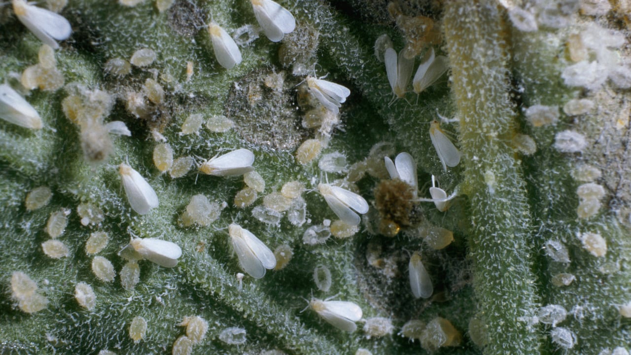 Mosca blanca. Imagen de referencia.