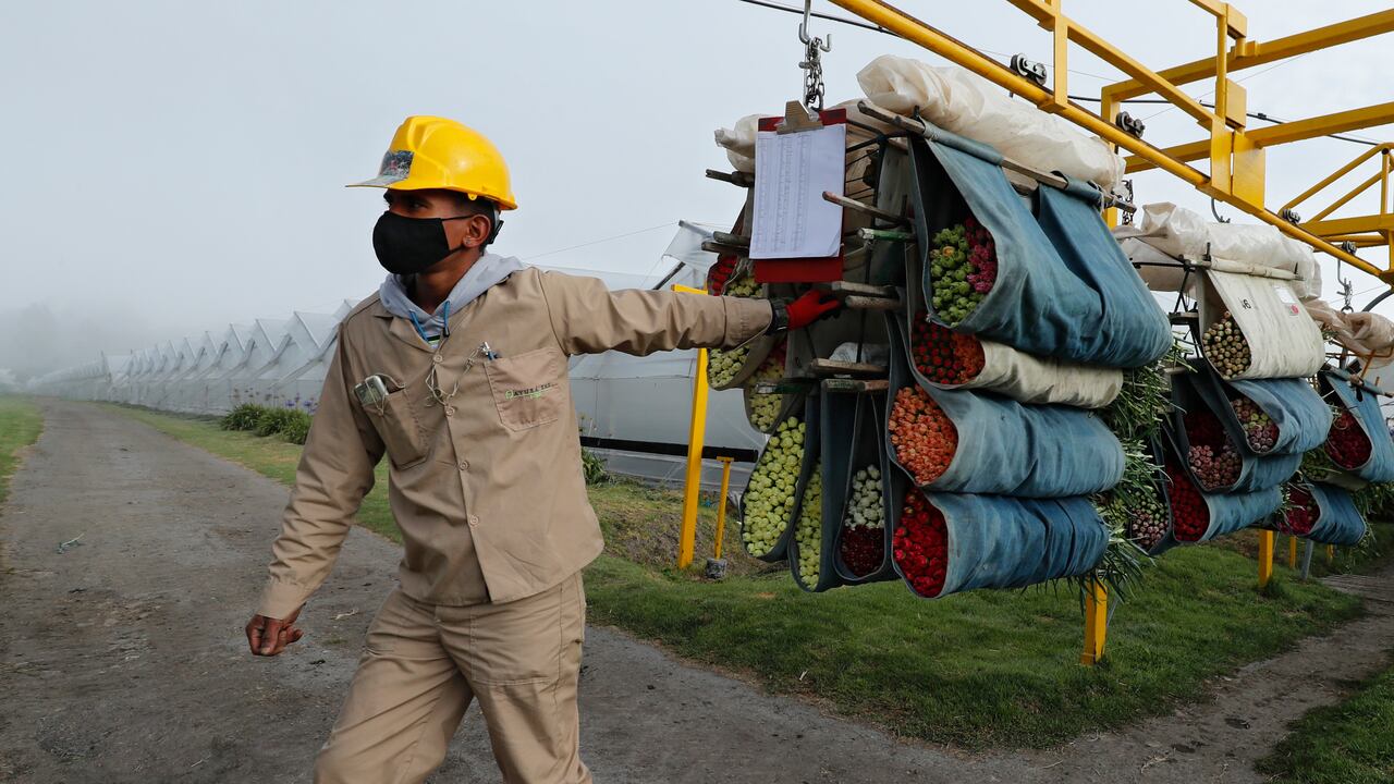Producción comercialización y exportación de flores
Foto Guillermo Torres Reina / Semana
