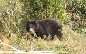Pensilvania fue liberada en un bosque de robles que le permitirá moverse a sus anchas en su hábitat natural.