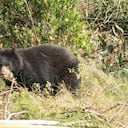 Pensilvania fue liberada en un bosque de robles que le permitirá moverse a sus anchas en su hábitat natural.