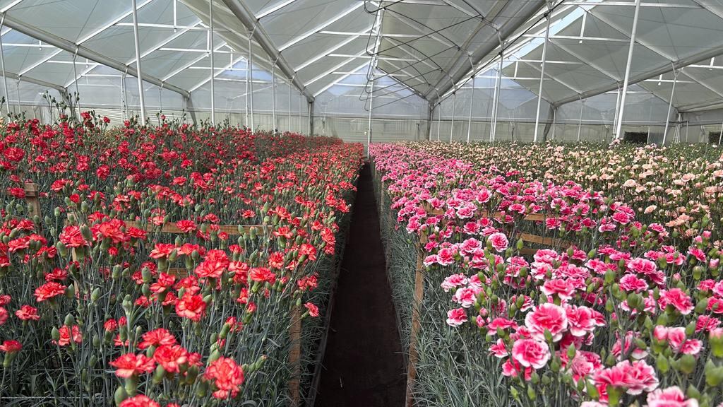 Cultivo de miniclaves en la finca Agrícola Cardenal, ubicado en el municipio del Rosal.