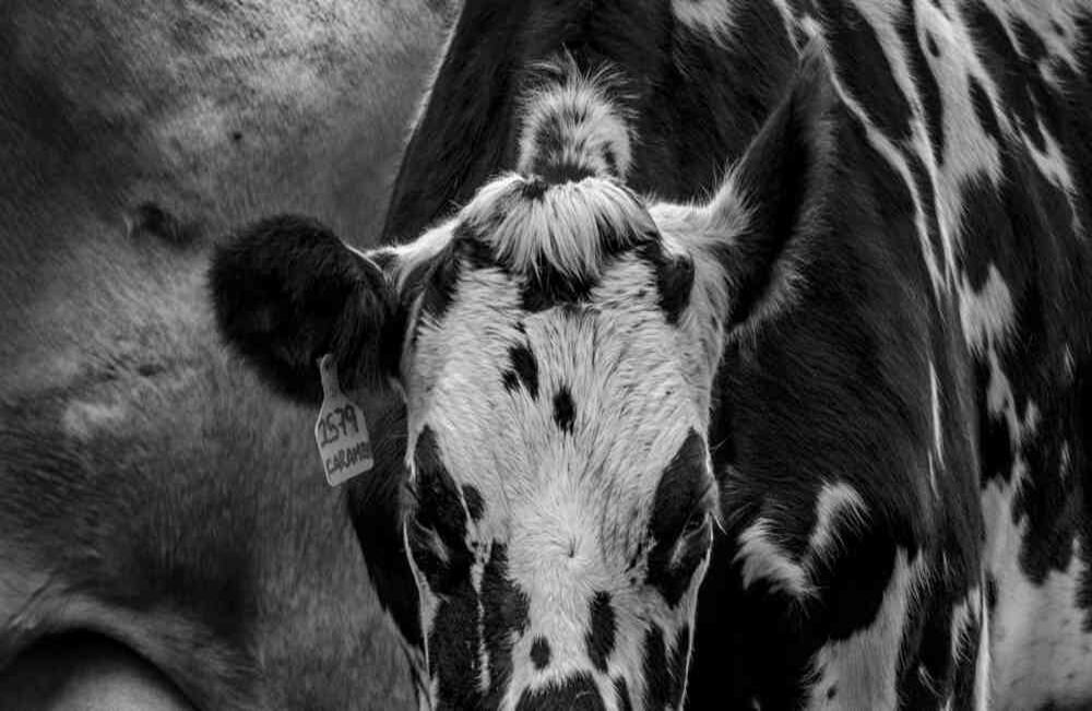 7.301 millones de litros de leche se produjeron el año pasado en Colombia.